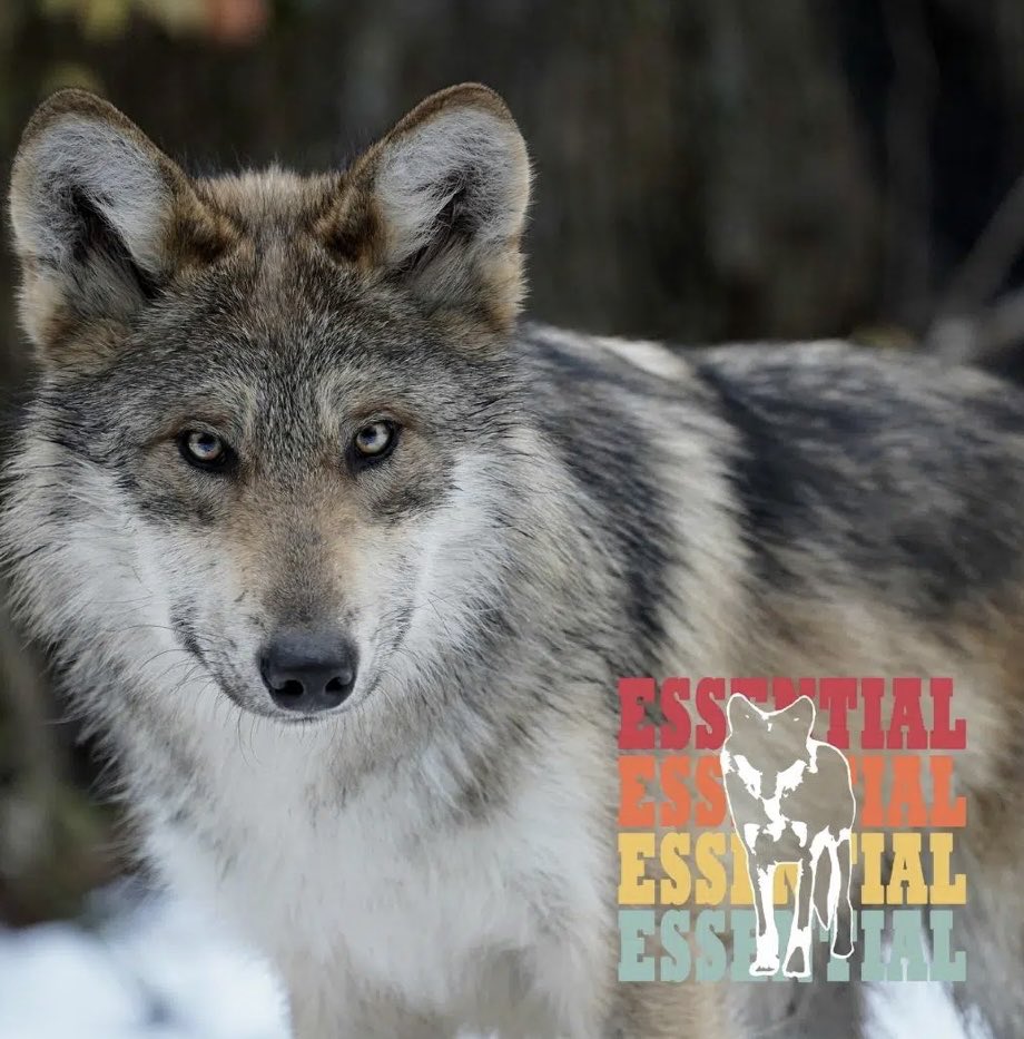 TxStarCat's tweet photo. Itโs #LoboWeek ๐บโค๏ธ๐ฅณ March 27-April 2 Join in and help save this amazing species! #SaveTheHowl learn more โฆ@nywolforgโฉ #Releasethelobos https://t.co/X6P9hp9EHW