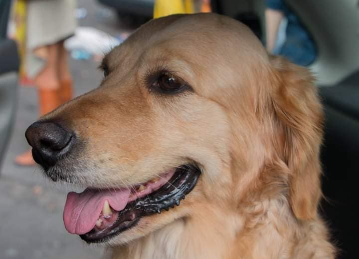 SkyAlertMx's tweet image. Aclaración: #Nalah fue la perrita rescatista que falleció, también participó en rescates del 19 de septiembre de 2017😢

#Frida se ha informado que está delicada de salud pero no hay información oficial por parte de SEMAR sobre su estado actual de salud😥