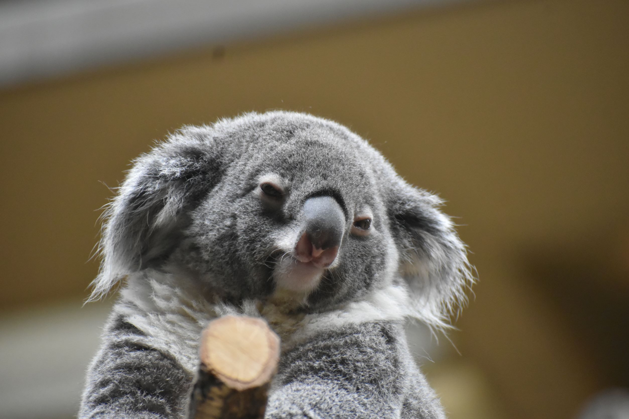 古着コアラさん専用(9/1まで) ニコニココアラおじさんでーす