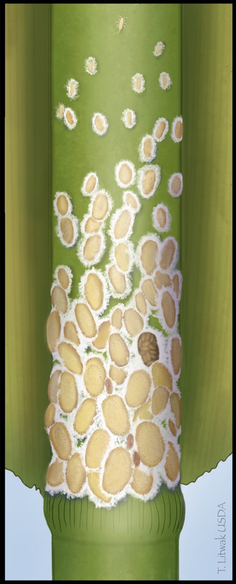 USDA_ARS's tweet photo. ARS scientists and collaborators identified the origins of the non-native Roseau Cane Scale, a damaging insect pest of common reed threatening the Mississippi River Delta. Genetic and climatic data are providing critical guidance to focus future biocontrol efforts. #SysEntLab https://t.co/vOVscpXGJf