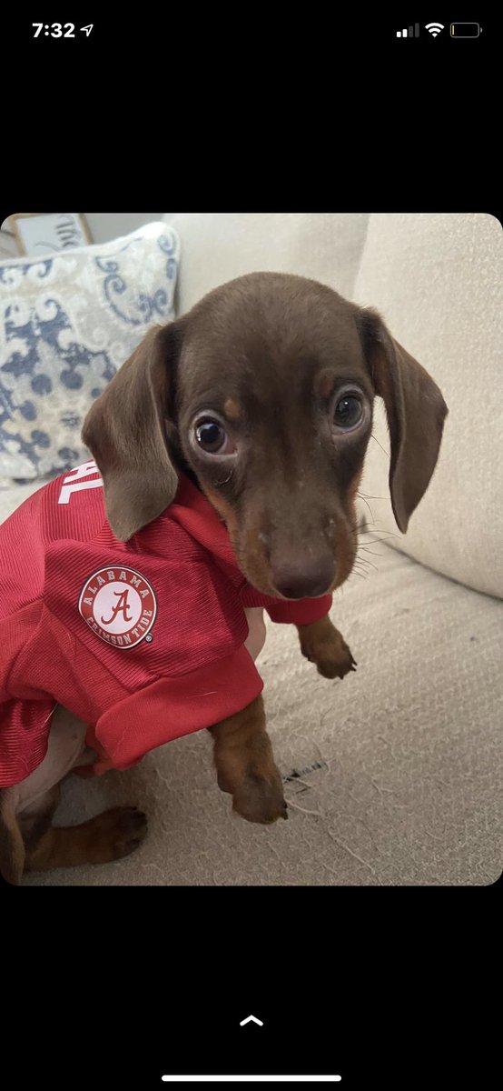 MachineGunLaney's tweet photo. I miss our sweet Benji 🥺hope he has plenty of squeaky toys in the sky #puppics https://t.co/zp7VjLTEZF