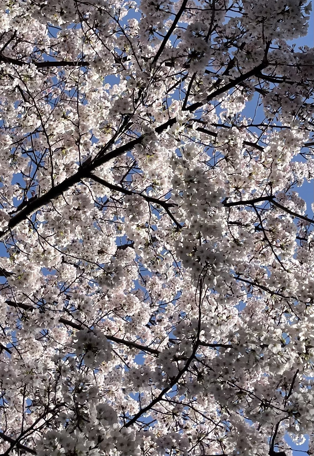 碓氷早矢手 桜で空が見えない 花粉症とともに盛りを迎えております さくらの日 は3月7日 桜 花粉症 T Co Vymlprqrnk Twitter