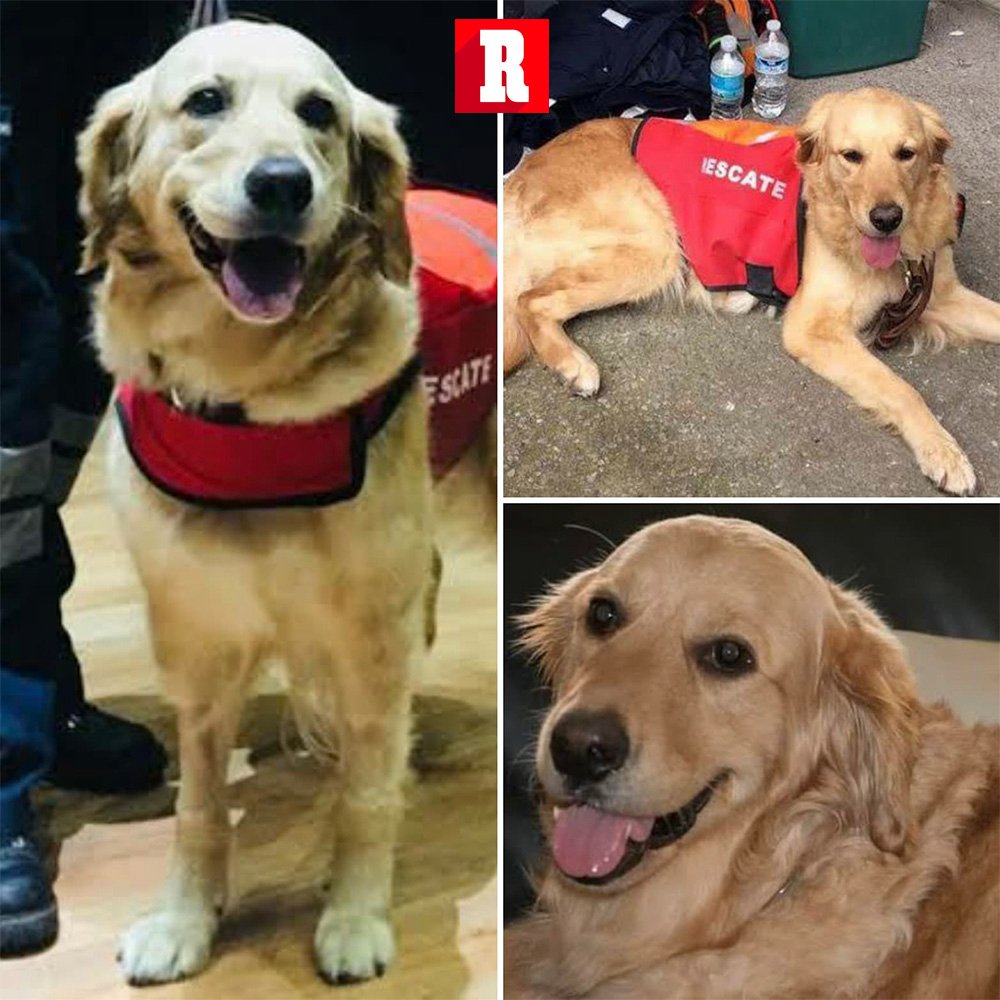 record_mexico's tweet photo. TRISTE NOTICIA 🥺

Nalah perdió la vida a la edad de 10 años, la golden retriever falleció después de salvar muchas vidas en el sismo del 19S. 

https://t.co/IHl1HevpKe https://t.co/JwSM1jIpxR