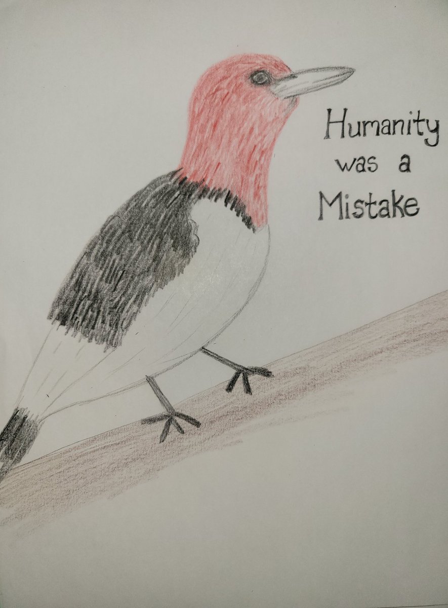 MullarkeyGish's tweet photo. This is the red-headed woodpecker. Once a fairly common bird, if climate change continues as it has they will soon be extinct. Do better humans. @EffinBirds @audubonsociety #GISH #BookBash https://t.co/ro6hQWa00z