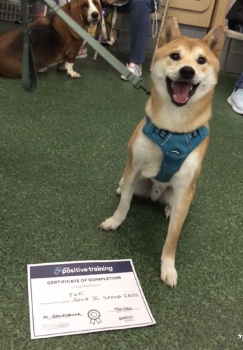 Yuki graduated from his first training class! He’s been given many treats!🎉🎉🐕🦴