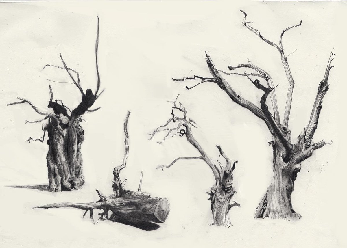jesserintaylor1's tweet photo. Some tree sketches! I love trees, definitely doing more in the future https://t.co/7GkLvvLuq6