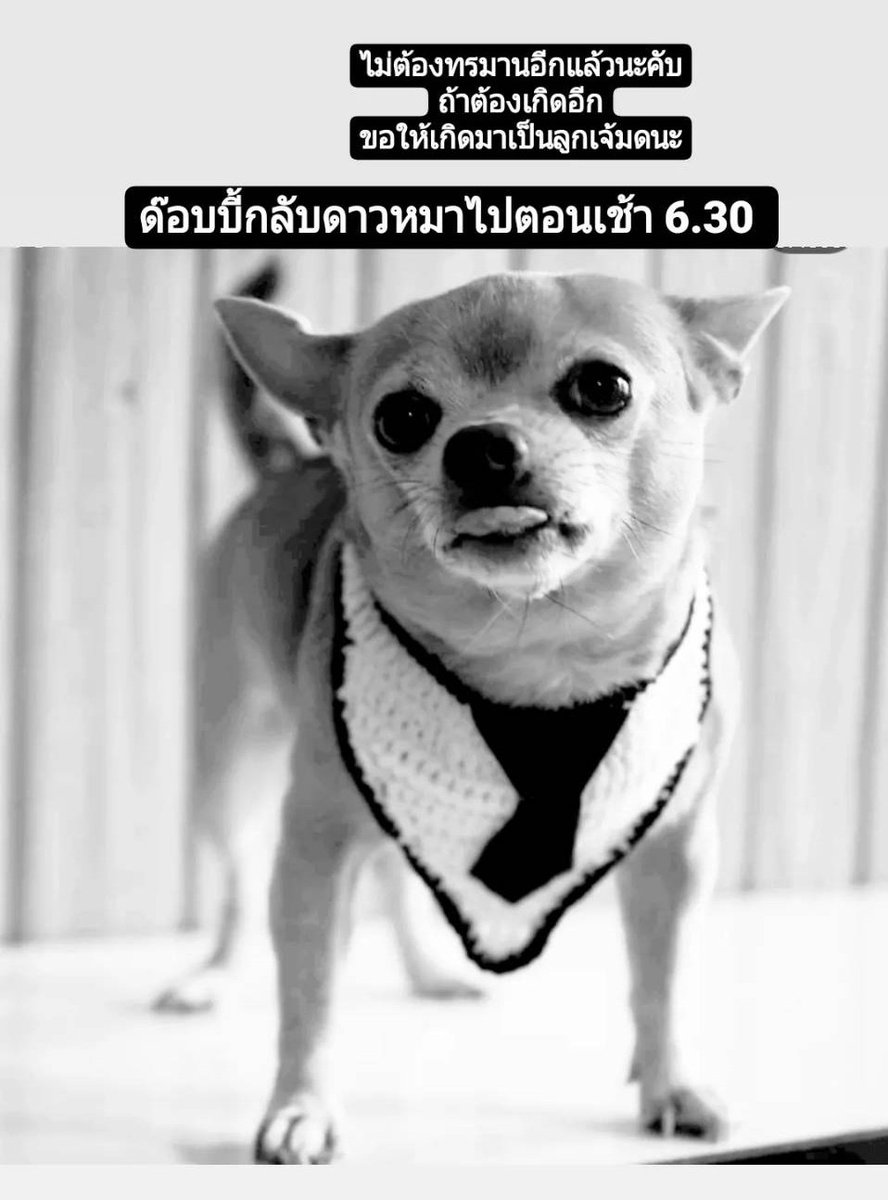 ลิตเติ้ลคิวตี้ปรินเตอร์ tweet media