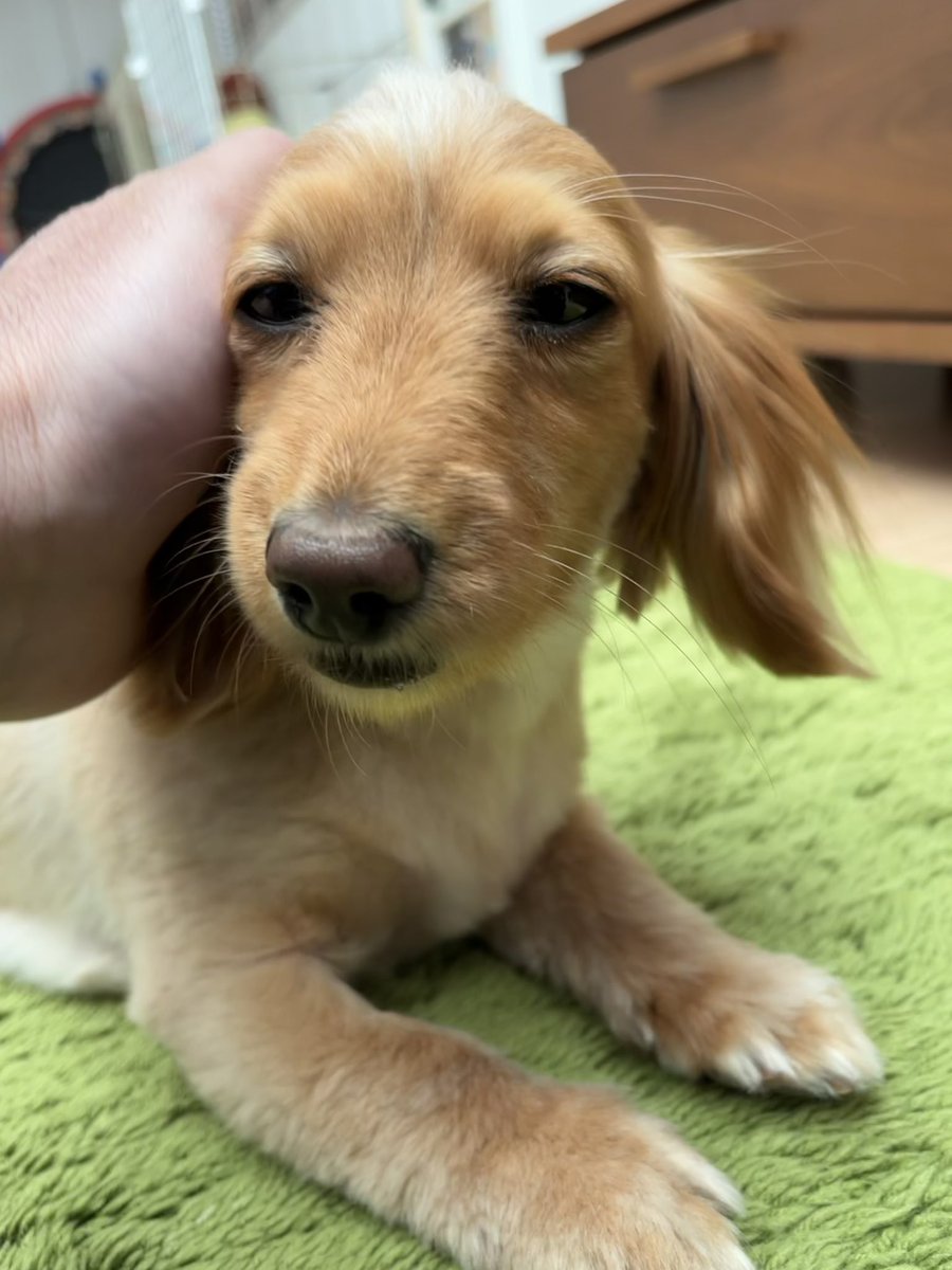 モヒカンのワンちゃん キュートなヘアスタイルと豊かな表情が最高 ブリーダーナビ