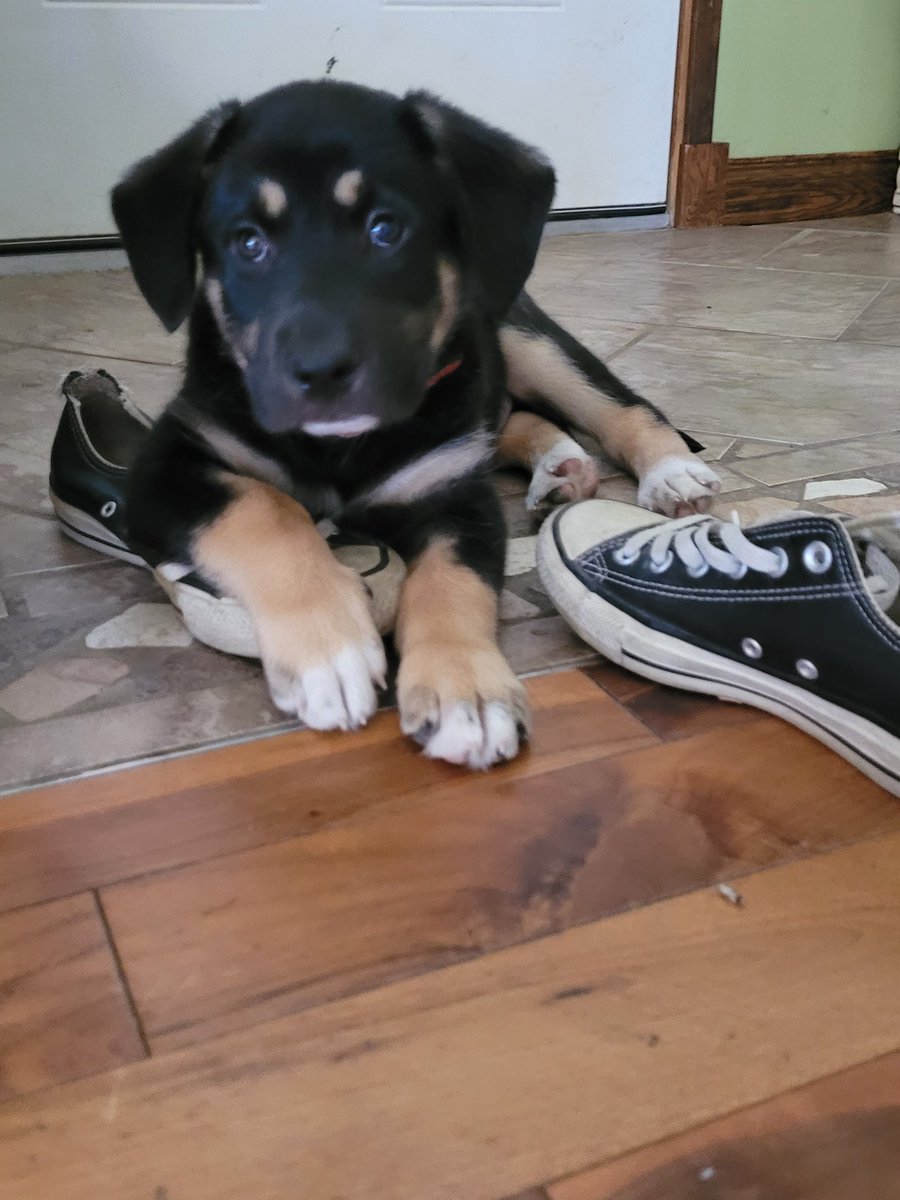 Hey friends.... looking for a puppy? This is our current foster,   Tony ❤