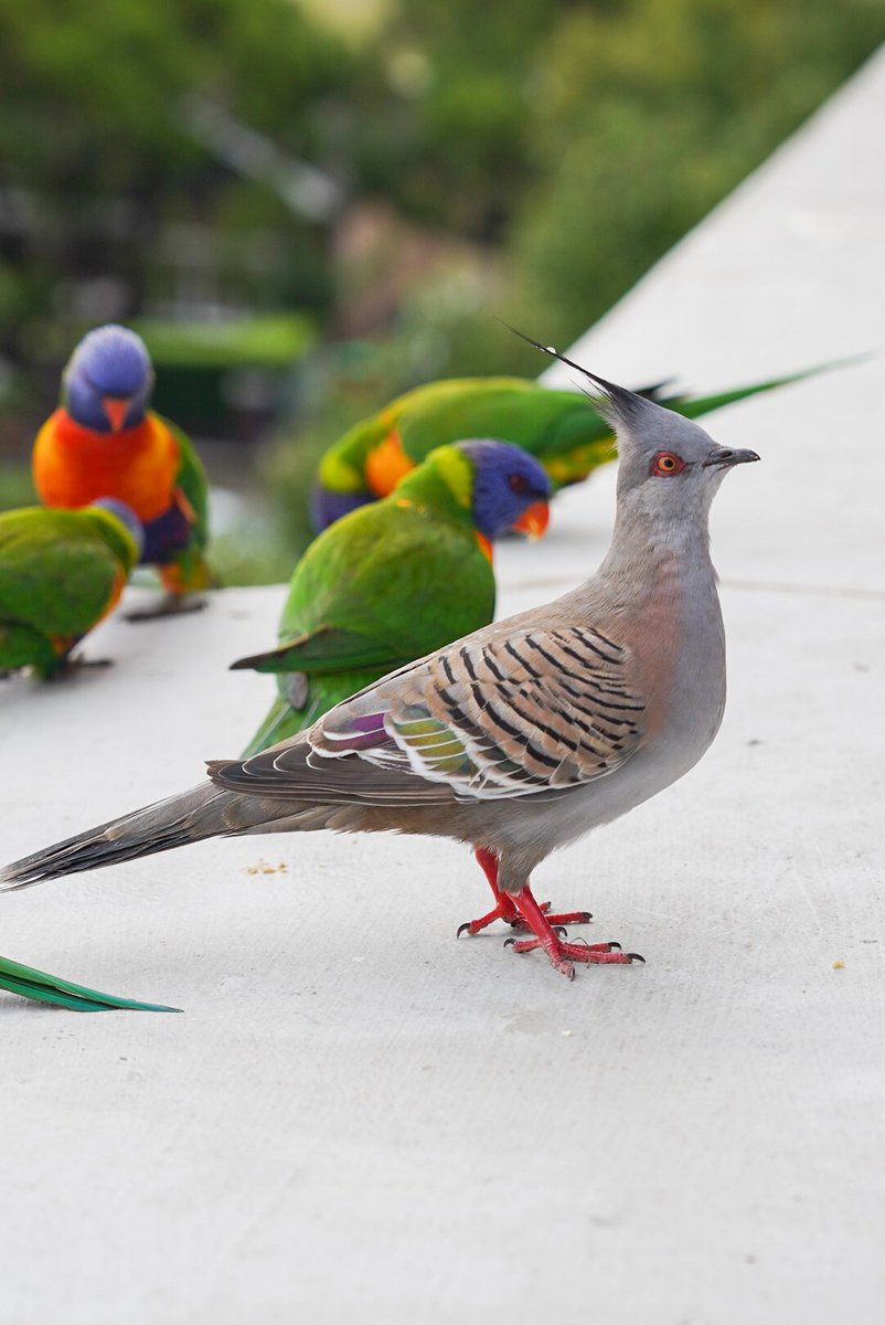 _CarmenHui_'s tweet photo. My new favourite window visitor is this crested pigeon who seems to enjoy travelling solo. I love his flash of colour 💙💚 and how he claps his wings to ward off the more aggressive lorikeets ☺️ #australianbirds #birdlifeoz #birdsofsydney @BirdlifeOz https://t.co/1Rn2vFJ4tk https://t.co/zT10TCbkAR