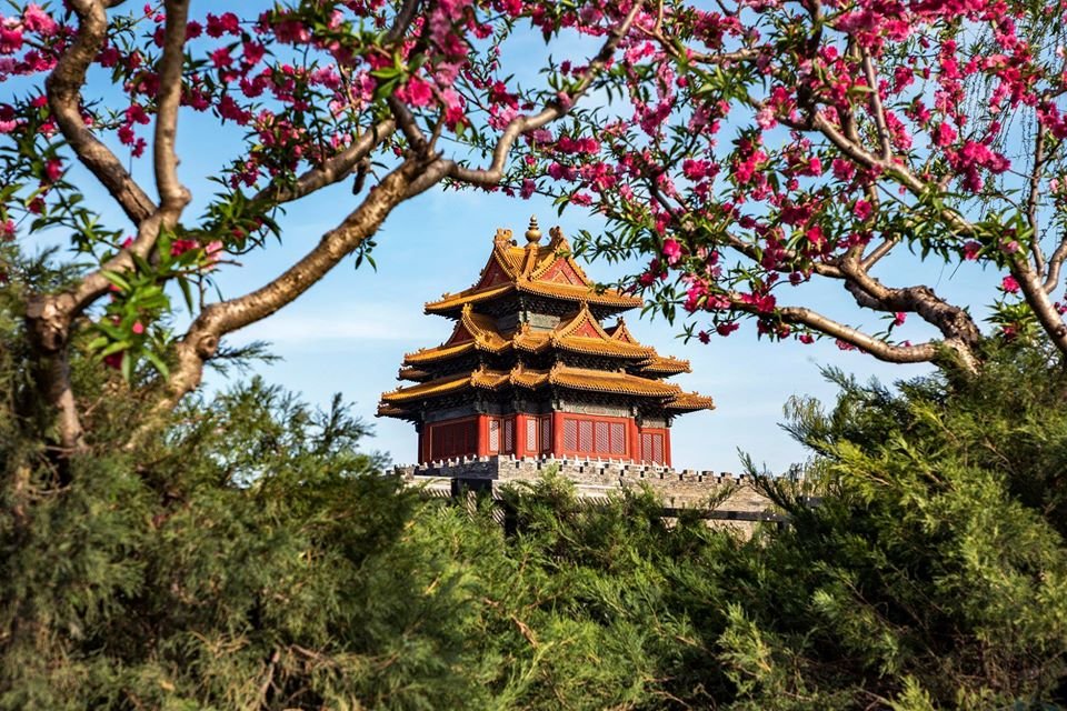 With vibrant spring glamour, the #PalaceMuseum in Beijing will welcome its peak season starting April 1. As the world's largest collection of preserved ancient wooden structures, the imperial city attracts millions of admirers every year.