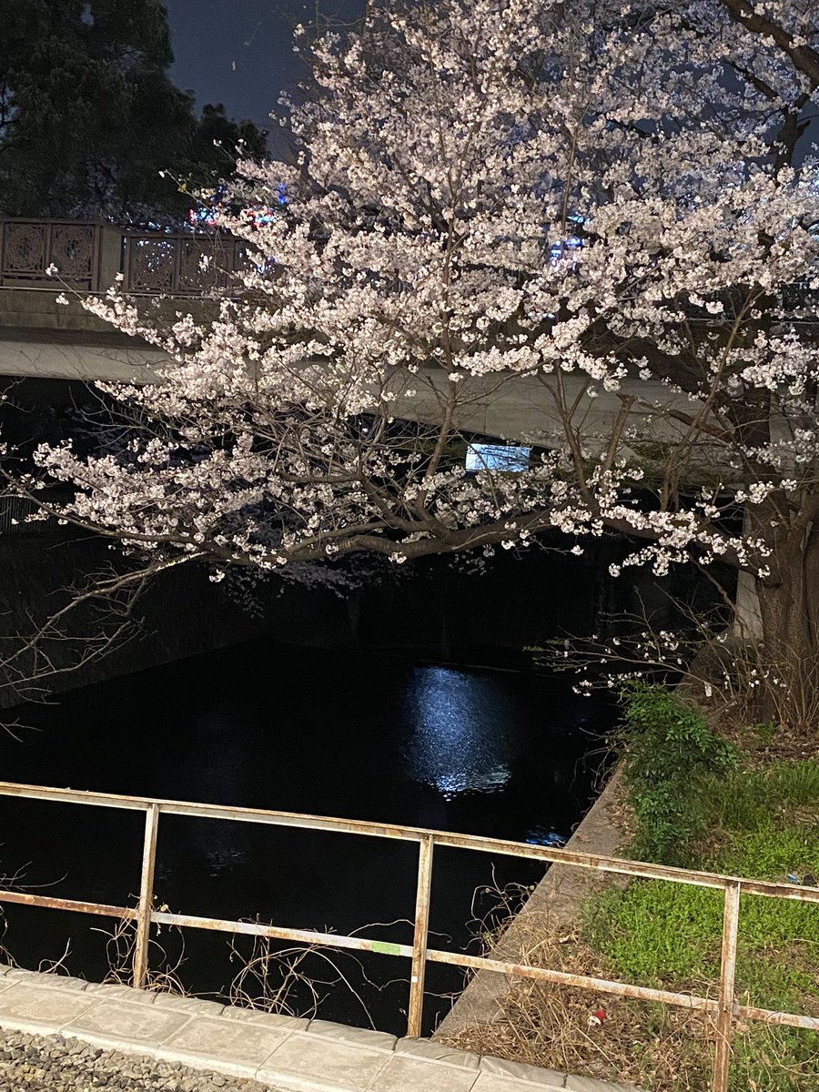 mamiya_cmore's tweet photo. おはようございます☀️昨日の夜の写真🌸川と桜ってなんかエロい。お花見とか昔してからしてないけど、毛虫🐛怖いから桜満開なのを上から見たいタイプ🌸🌸🌸今日も無事に過ごせますように💕 https://t.co/oB9ZnBop1Z