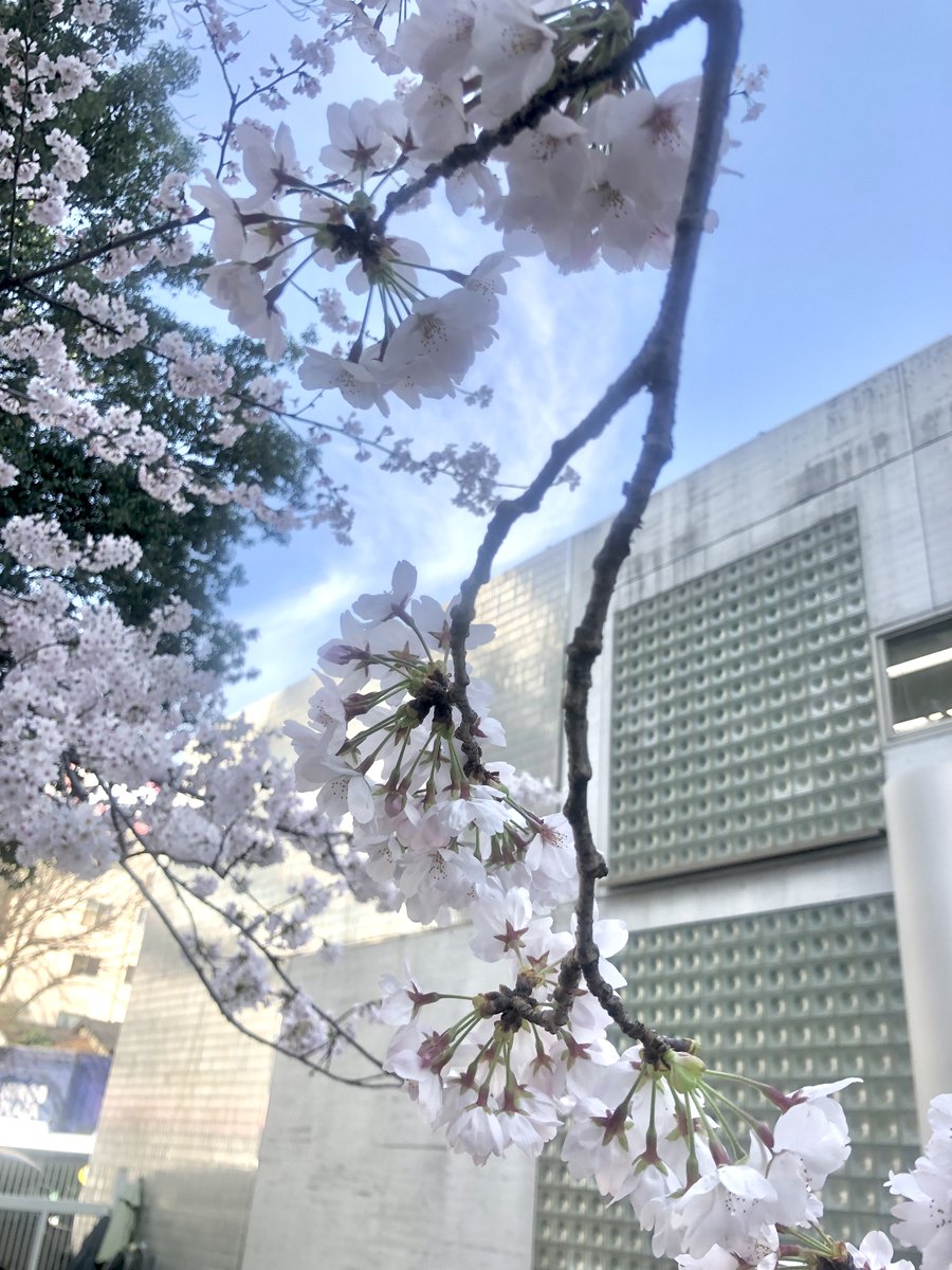 SOCIAL_INTERIOR's tweet photo. 桜の季節になりましたね。
新たな出会いの季節です。
新たな家具との出会いの季節でもありますね。
#ソーシャルインテリア #社員も時々つぶやきます #subsclife #オフプライス #新生活 https://t.co/jusOGLxCcL