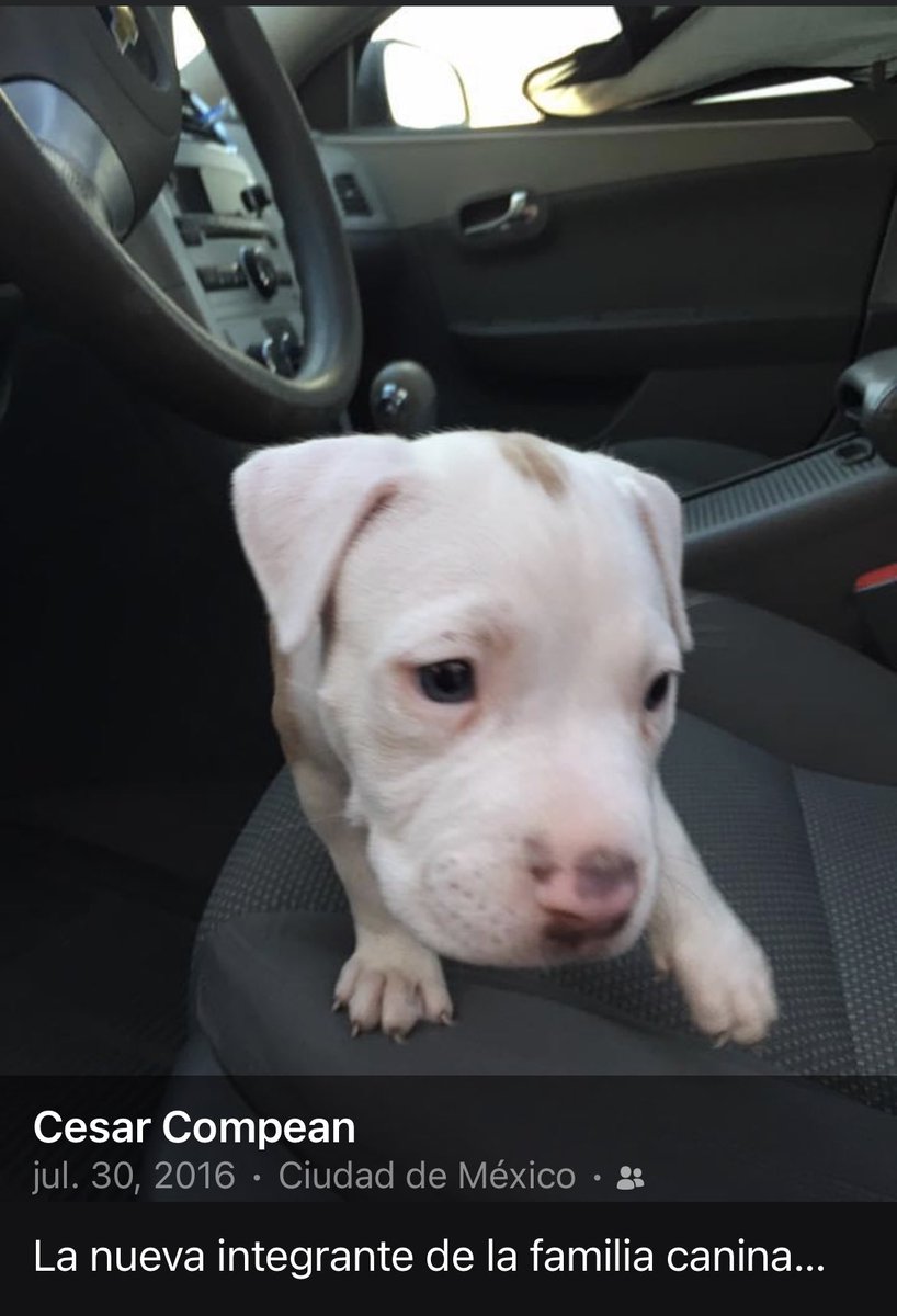 CesarCompean's tweet photo. Mi niña cuando llego mi niña hermosa, la extraño mucho 🐶 https://t.co/C8QCaIBoZ6