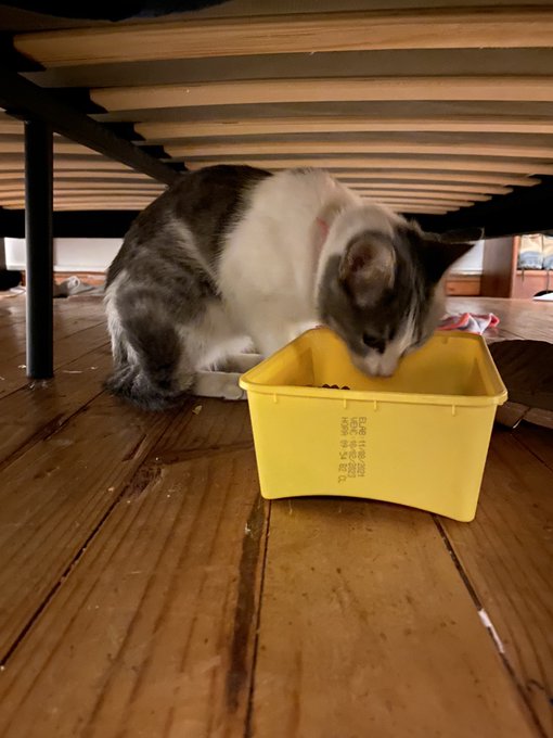 Ya la bajaron los bomberos. Ahora estamos checando si est&aacute; bien de salud pero sigue muy asustada. Gracias