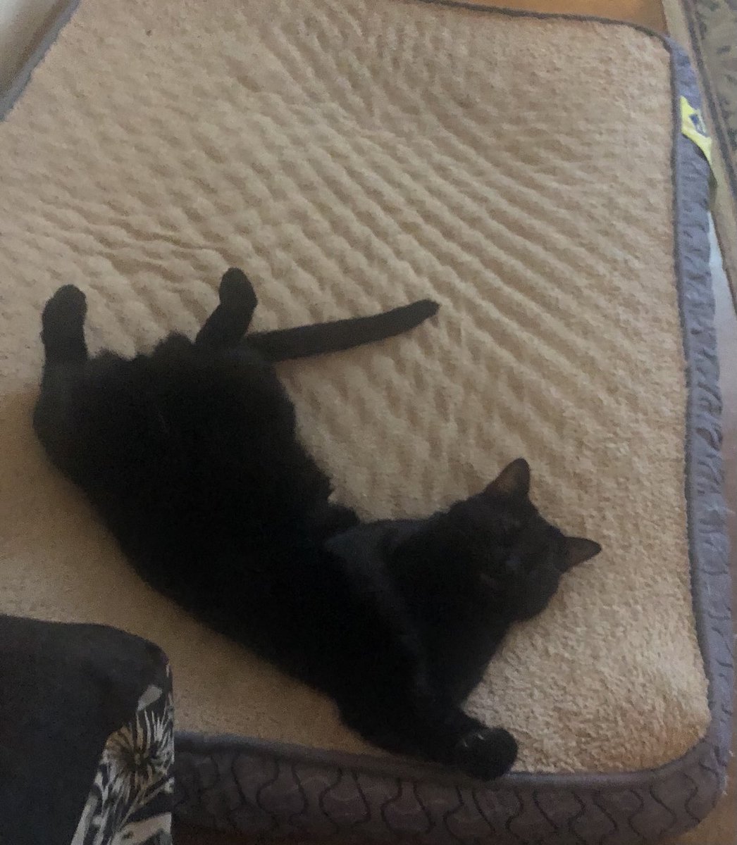 juleswoods's tweet image. Help my cat is malfunctioning #voidkitty #caturday #catsoftwitter