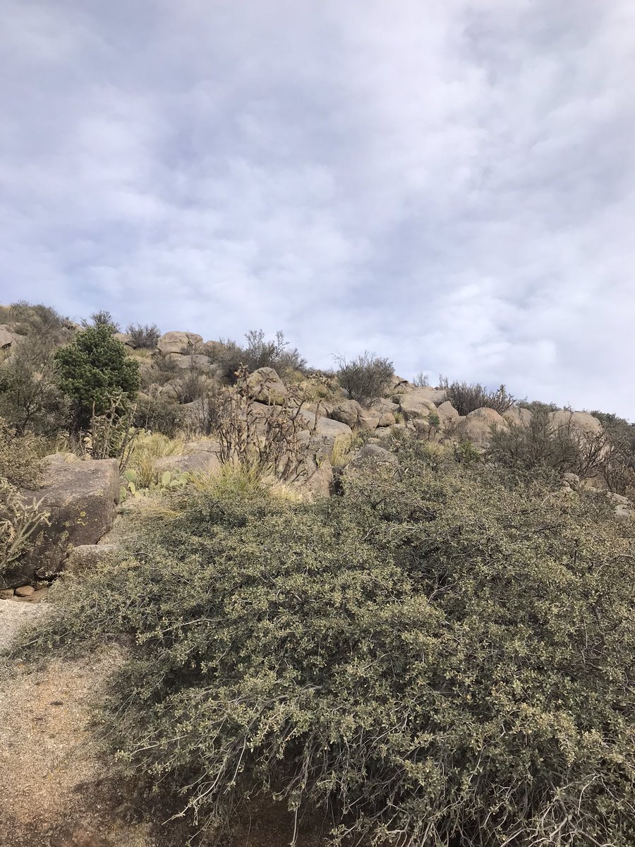 Marc C Mabray MD tweet media