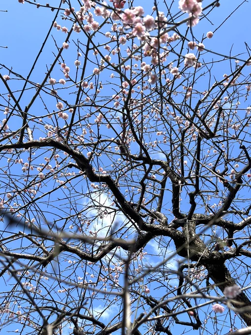 今日は青空。
庭の枝垂れ梅。 