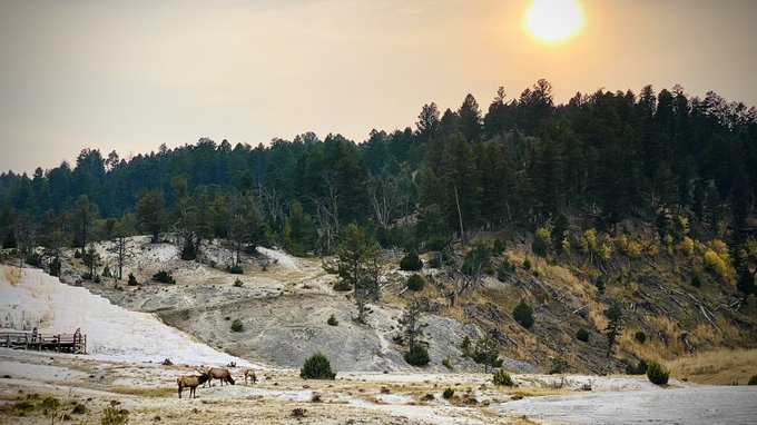 #elk #yellowstonenationalpark #Wyoming https://t.co/wM6ehDqDxj<a href="/tag/elk"class="tags">#elk</a><a href="/tag/yellowstonenationalpark"class="tags">#yellowstonenationalpark</a><a href="/tag/wyoming"class="tags">#Wyoming</a>