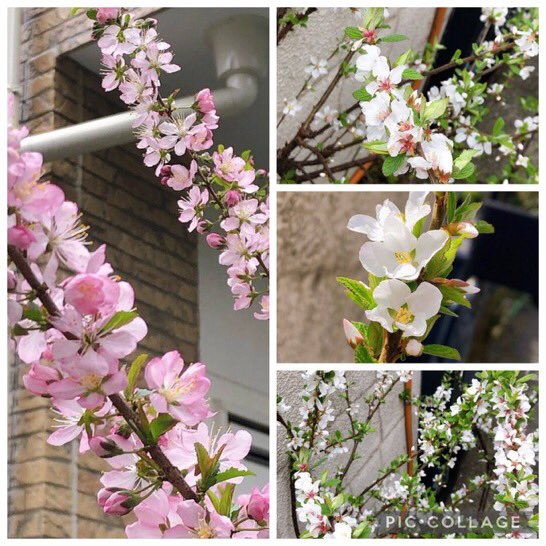 ユスラウメ Twitter Search Twitter