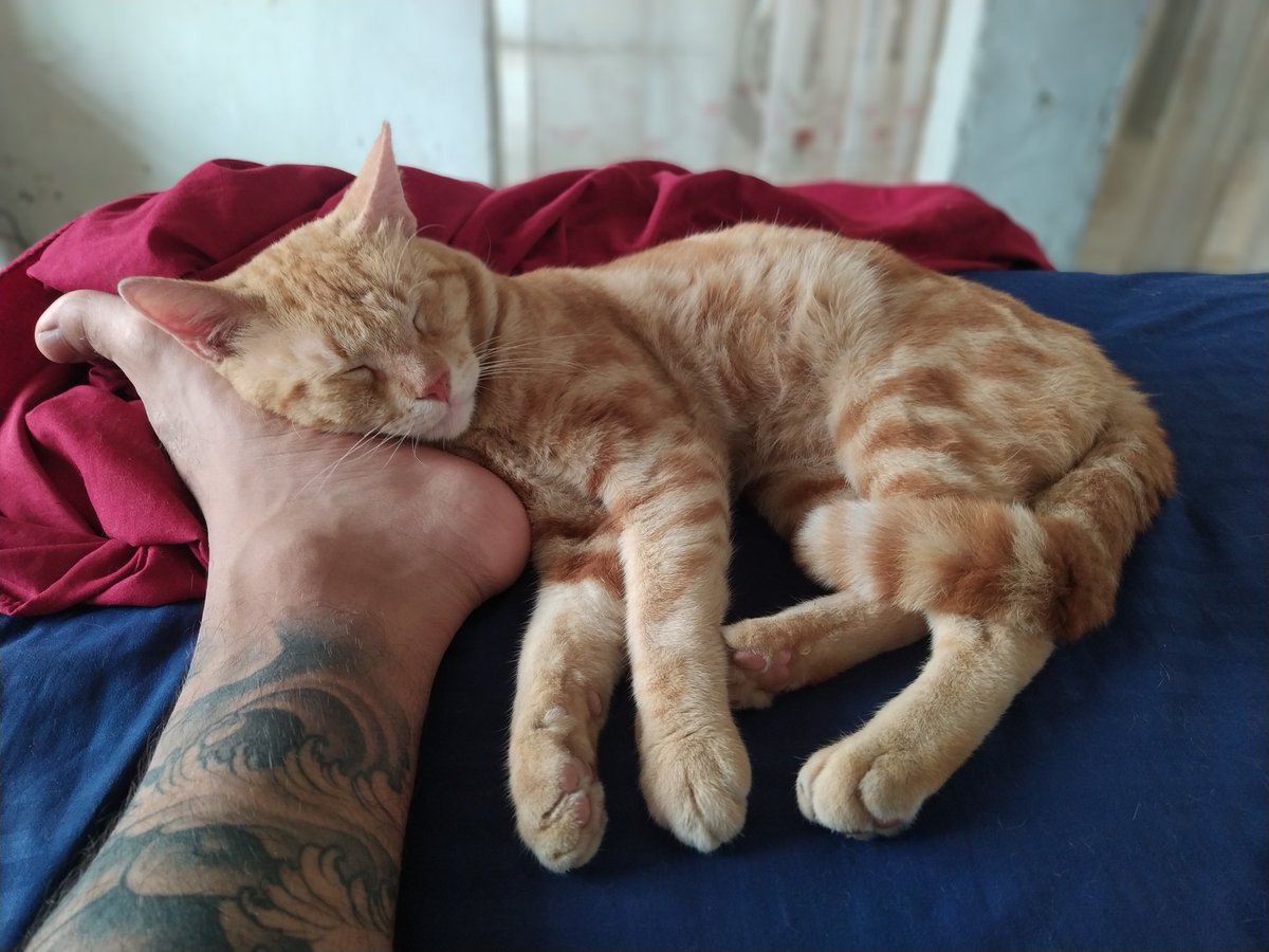 Al3joCano's tweet photo. @Tiofelino Mi gatico naranjoso, Joel 🐱 https://t.co/ggK452hda5