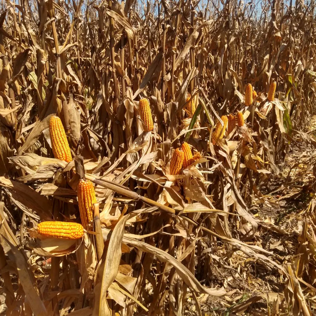andreshadoc's tweet photo. #Maíz22. Densidad variable @gis_ursula .
Foto 1: 40mil ptas/ha (1 a 2 macollos/pta - 100 qq/ha);
Foto 2: 75mil ptas/ha (140 qq/ha).
7761 @NideraSemillas
@PPlantingARG
#DonAdelqui
#Asesoramiento #Variando https://t.co/LXn9Tnalli