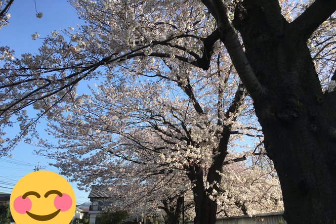 桜のトンネルみたいになっていた場所があってこの季節ワクワクしながら走ってたんだけど道路工事の関係か川の反対側の枝がバッサリ切られててションボリ。写真は一昨年と今日 
