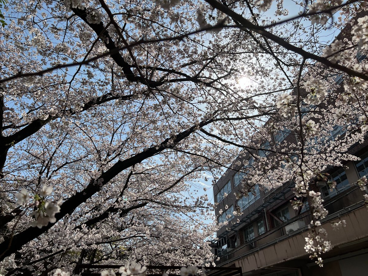 BulletinToshi's tweet photo. 週末の陽気で1～2分咲きだった7号館裏の桜が，すっかり満開になりました．

金曜日の入学式まで持つかな？

春ですね．
#Spring_is_here #桜 #満開 https://t.co/s3dzBciVnl