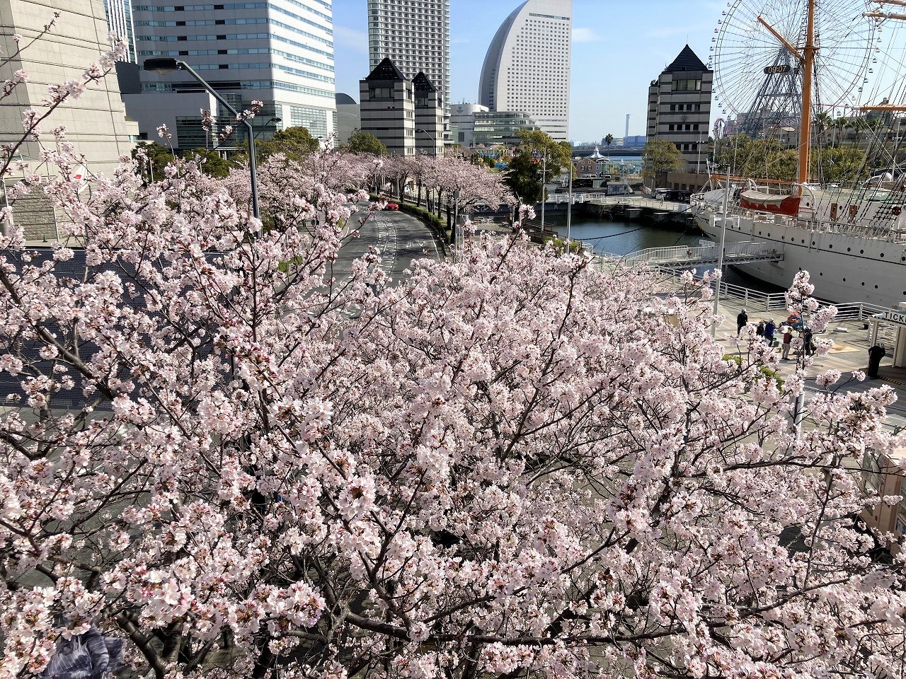イマカナ By 神奈川新聞 みなとみらい さくら通りのソメイヨシノ 見ごろを迎えています 3月28日撮影 県内の桜スポットを紹介しています 22 神奈川の桜を楽しむ 39スポットを紹介 T Co U2mutvnknj サクラ 横浜市 神奈川県 T