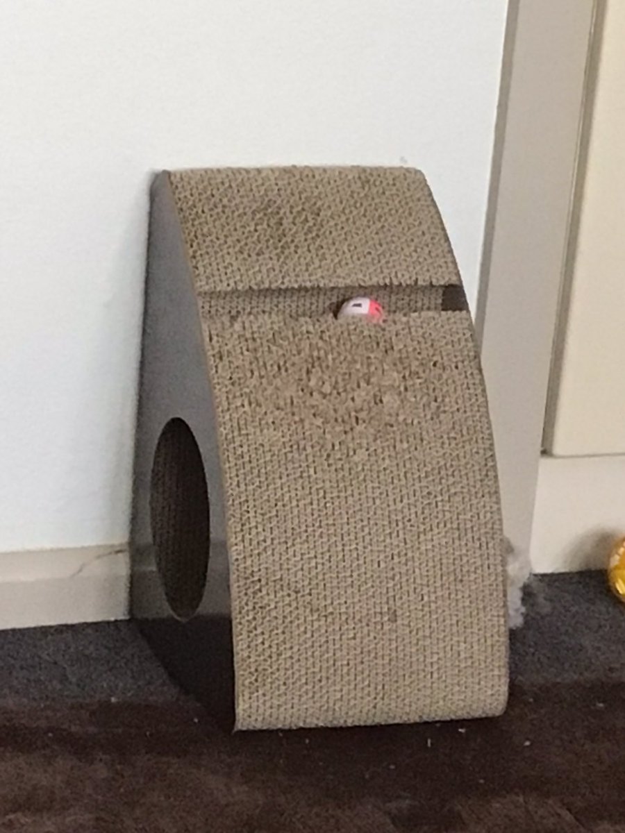 craigsrex's tweet photo. @Miss_Phoebe_Lee LOOK Miss Phoebe, this is what arrived instead of what I wanted, this looks nothing like what you have, just another prime example of my miserable existence #dudded https://t.co/9GIZbL1RJV