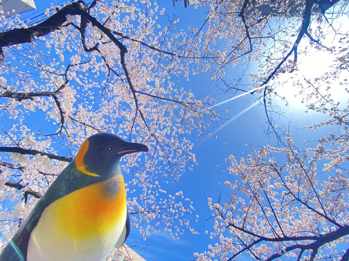 yukaihands's tweet photo. ぺんちゃんが暗くなっちゃうので露出上げて撮ったら嘘みたいな色味になった...(無加工)
#iphone11plus
#ユカイハンズ松村 https://t.co/kVaYaoBcLH