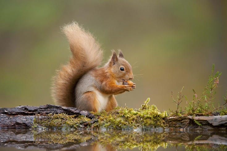 PhotoRepository's tweet photo. I had come across a squirrel while exploring the woods.
The more I hang out in Leshy's domain, the more I realize and respect the ways of living that those within it have. They are unpredictable, compared to the dozens of preprogrammed robots inhabiting the factory. https://t.co/lCmhiMNyqu