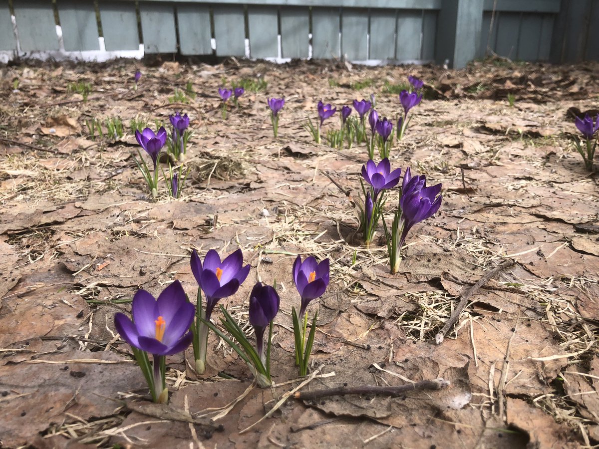 Spring has sprung in the #canadianrockies !