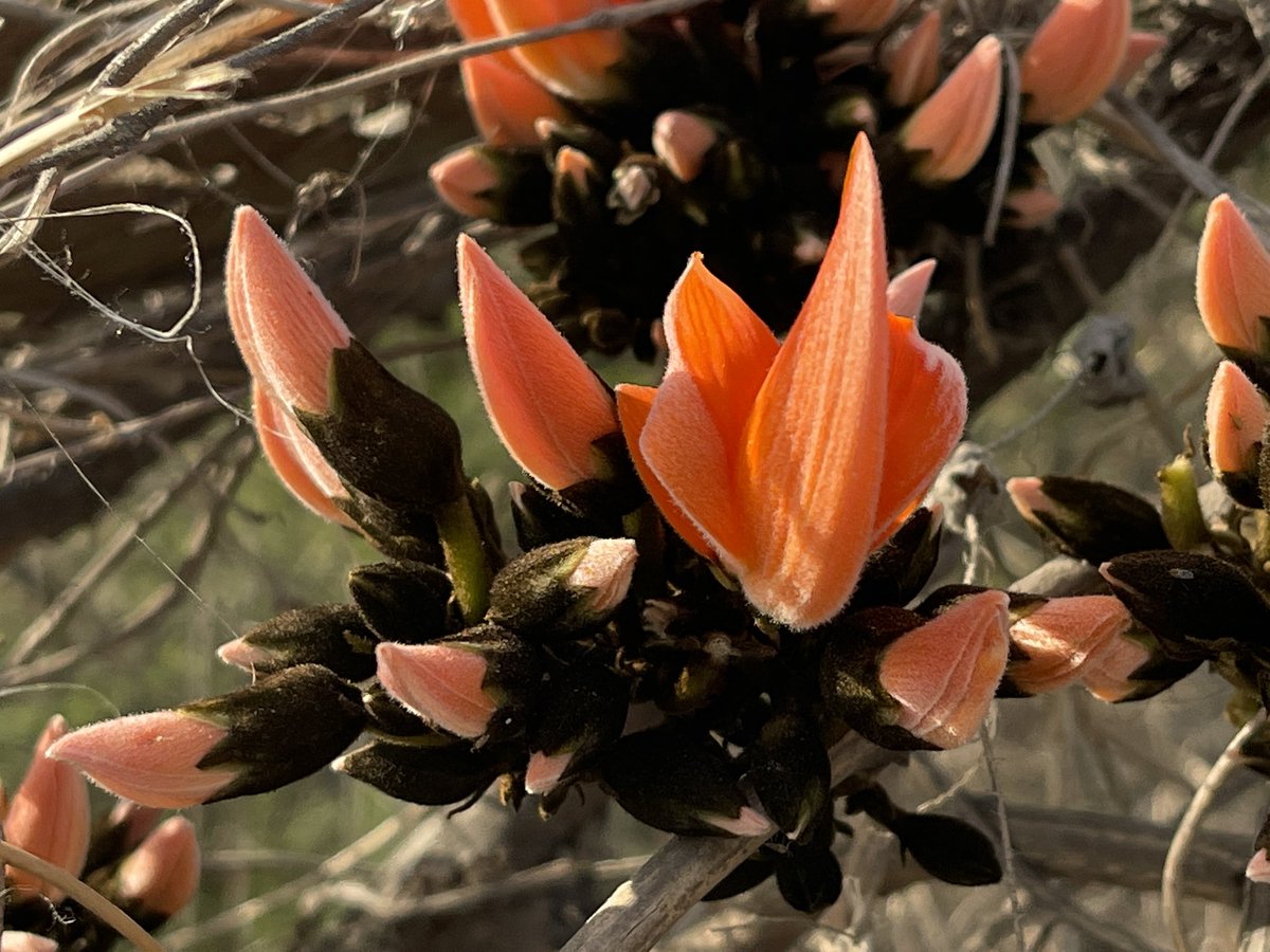 About to burst into flames - the Palash about to bloom - a few of these spotted on Faridabad Gurgaon road #delhitrees #TwitterNatureCommunity #flameoftheforest #springblooms