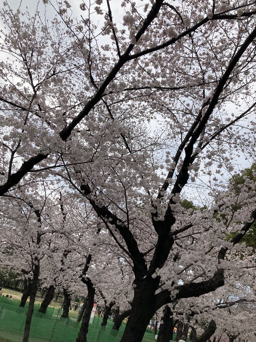 maguro_day's tweet photo. https://t.co/4v5I4ijOhV