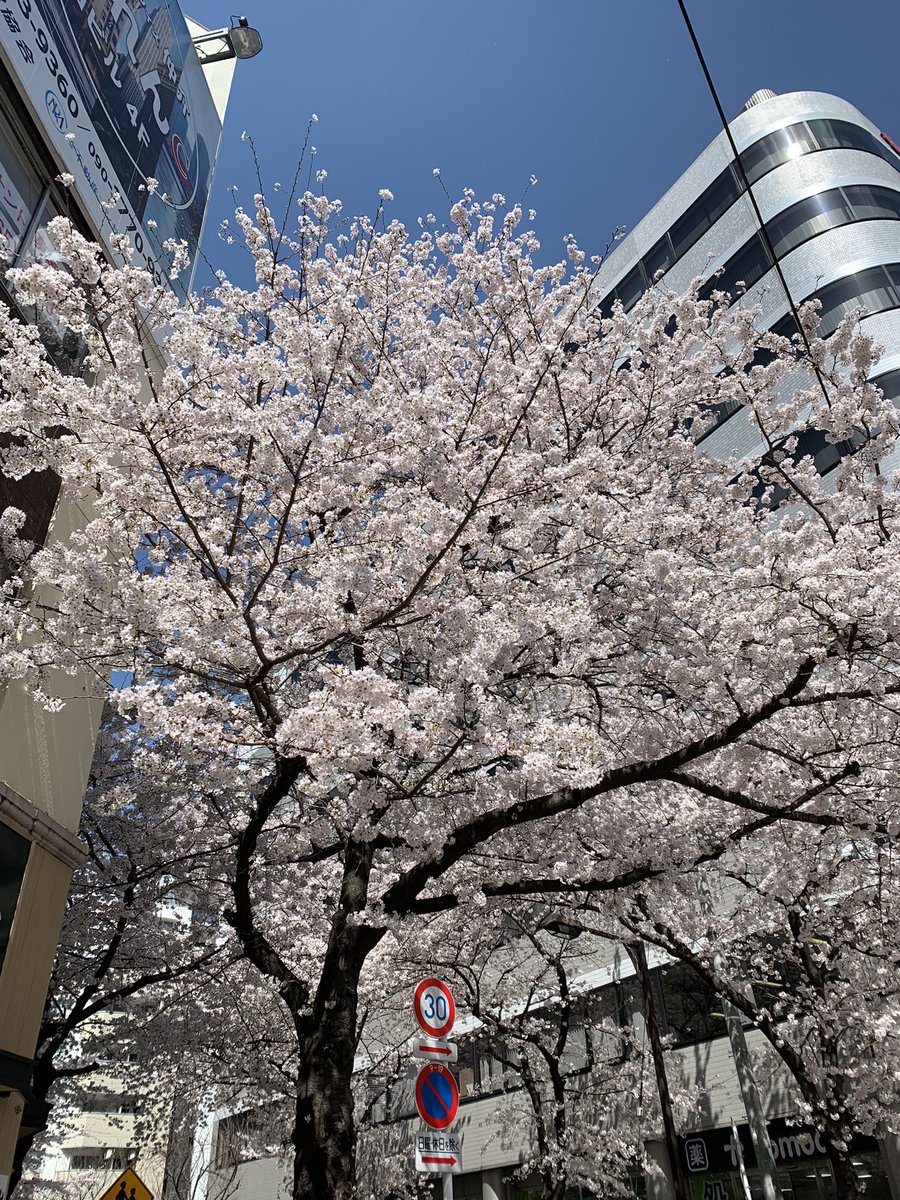 RooBal_RE's tweet photo. 事務所の近くの桜も満開になりました！
とても綺麗ですね🌸
絶好の撮影日和！
今日も頑張ります😋 https://t.co/bXkfgdJ0Zj