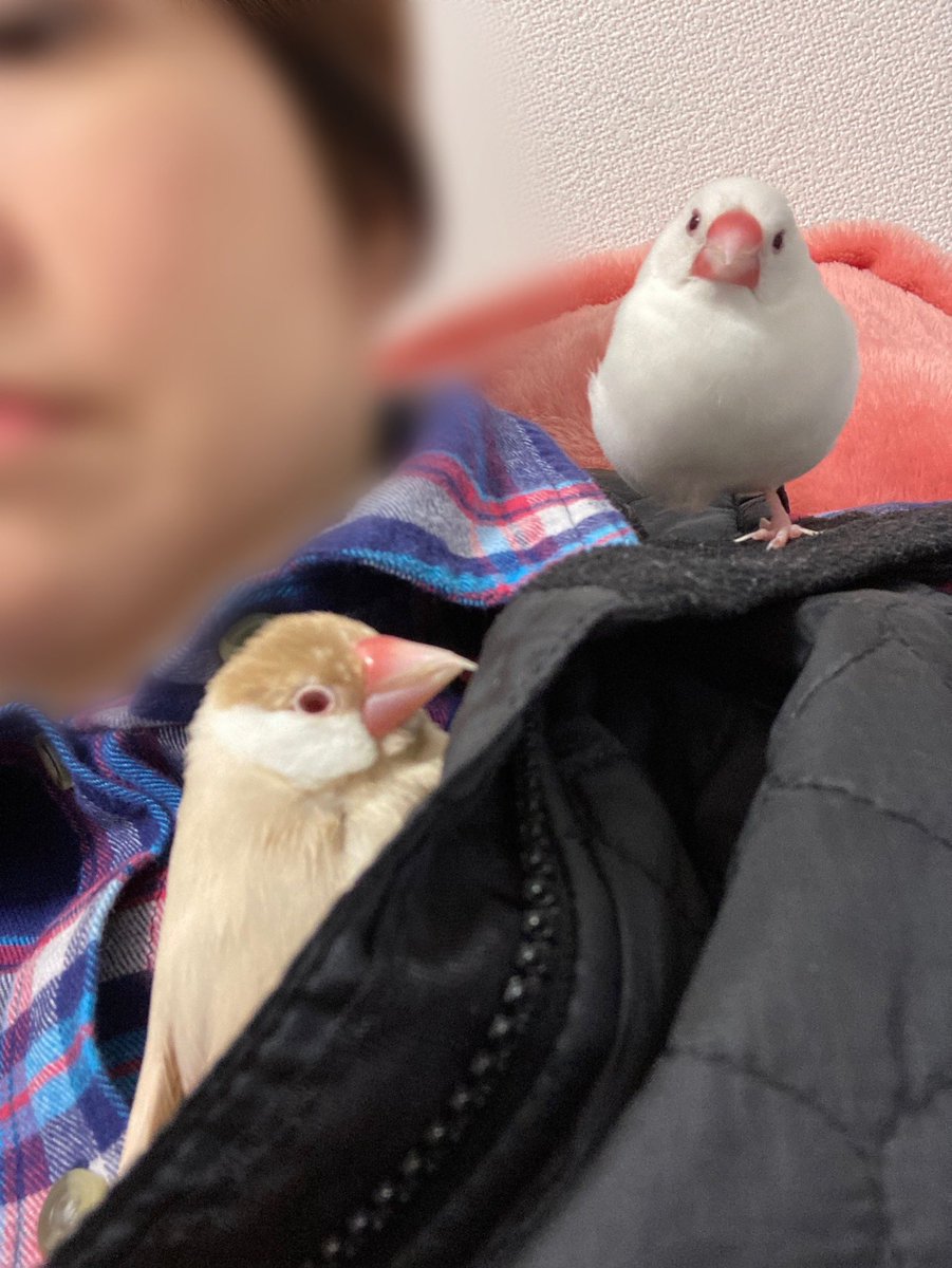 amane398123's tweet photo. 飼い主の着ているベストの胸元が、お昼寝には最適らしい…。 https://t.co/6dVT3XDfPW