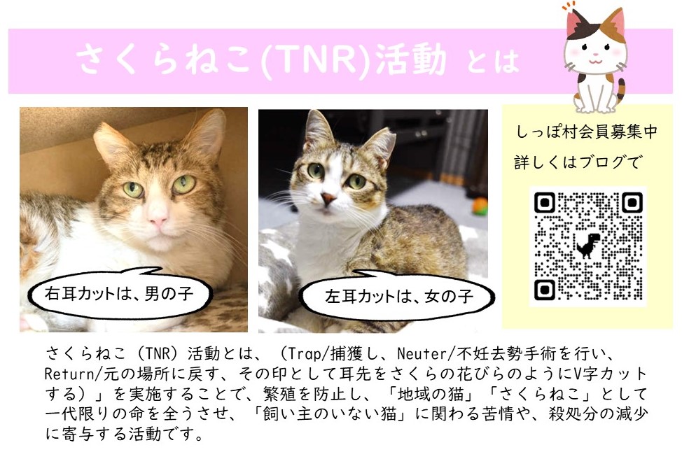 旅たび相模 公式 さくらねこ さくらねこ を知っていますか さくらねこ とは 野良猫が増えないように不妊手術を行い その目印に耳先をさくらの花びらの形にカットしたねこの事です 猫を愛するがゆえに増やさない 犬 猫保護団体