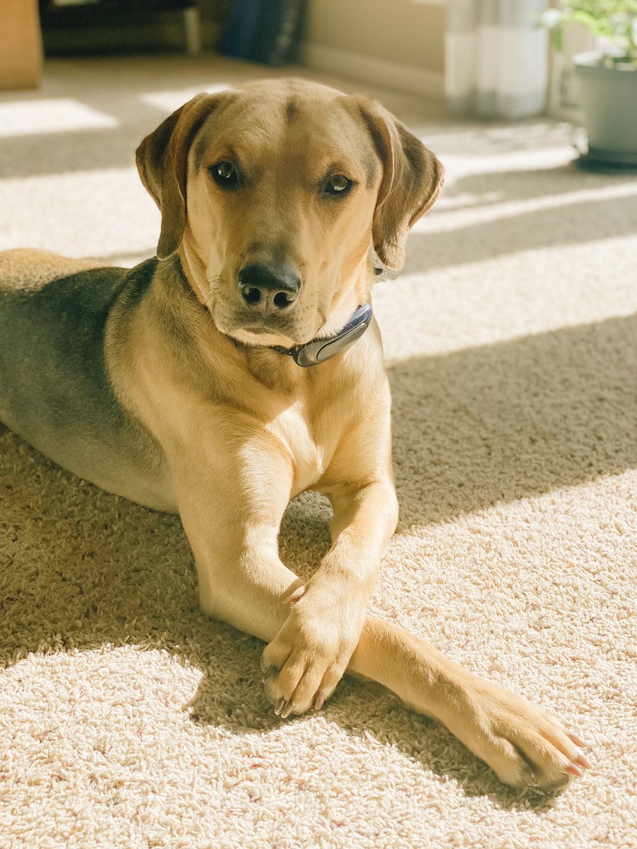 My dog is more distinguished than yours