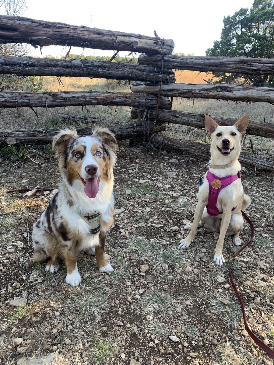 Hike today with Lucy and her new friend, Lambeau 🥰