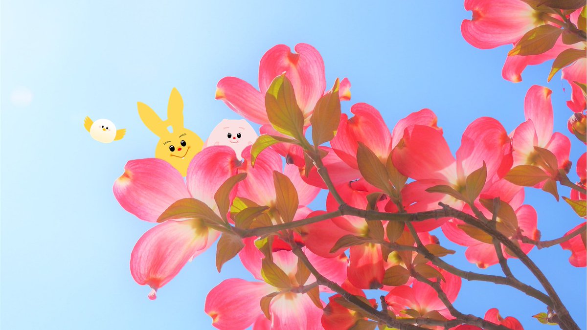 DAIKOGROUP_HRC's tweet photo. おさいようございます❗️
大興グループHRセンターのはる吉です🐰

#今日の花 は #ハナミズキ🌸
#花言葉 は #穏やかな心 だって✨

今週も穏やかな心を忘れずがんばるよ❗️

今週もよろしくお願いします🐰

#企業公式が毎朝地元の天気を言い合う #晴
#広島Twitter会
#企業公式相互フォロー https://t.co/0dQcrAchmH