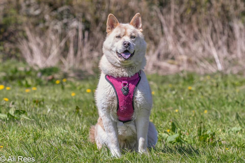 The beautiful Chowsky Luna is looking for her forever home in #Wales. Please RT to help her. She's housetrained, loves walks, but best as the only dog in the home, can live with children over 12 y.o. More info ➡️➡️westwalespoundies.org.uk/dogs/luna