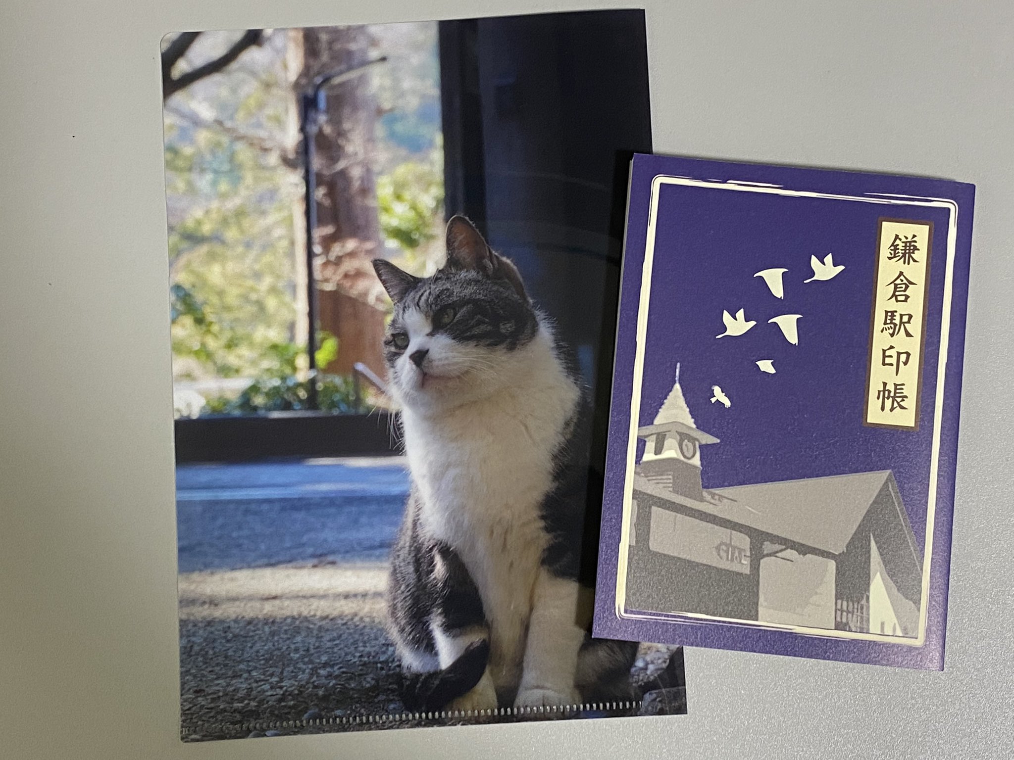 Kago 鎌倉暮らし 私とした事が 先着1800名のオリジナル和柄ファイルを頂きそびれたので 円覚寺で買った猫の しいちゃんミニクリアファイルがお供となります 鎌倉 円覚寺 スタンプラリー T Co Ghthol6nfv Twitter