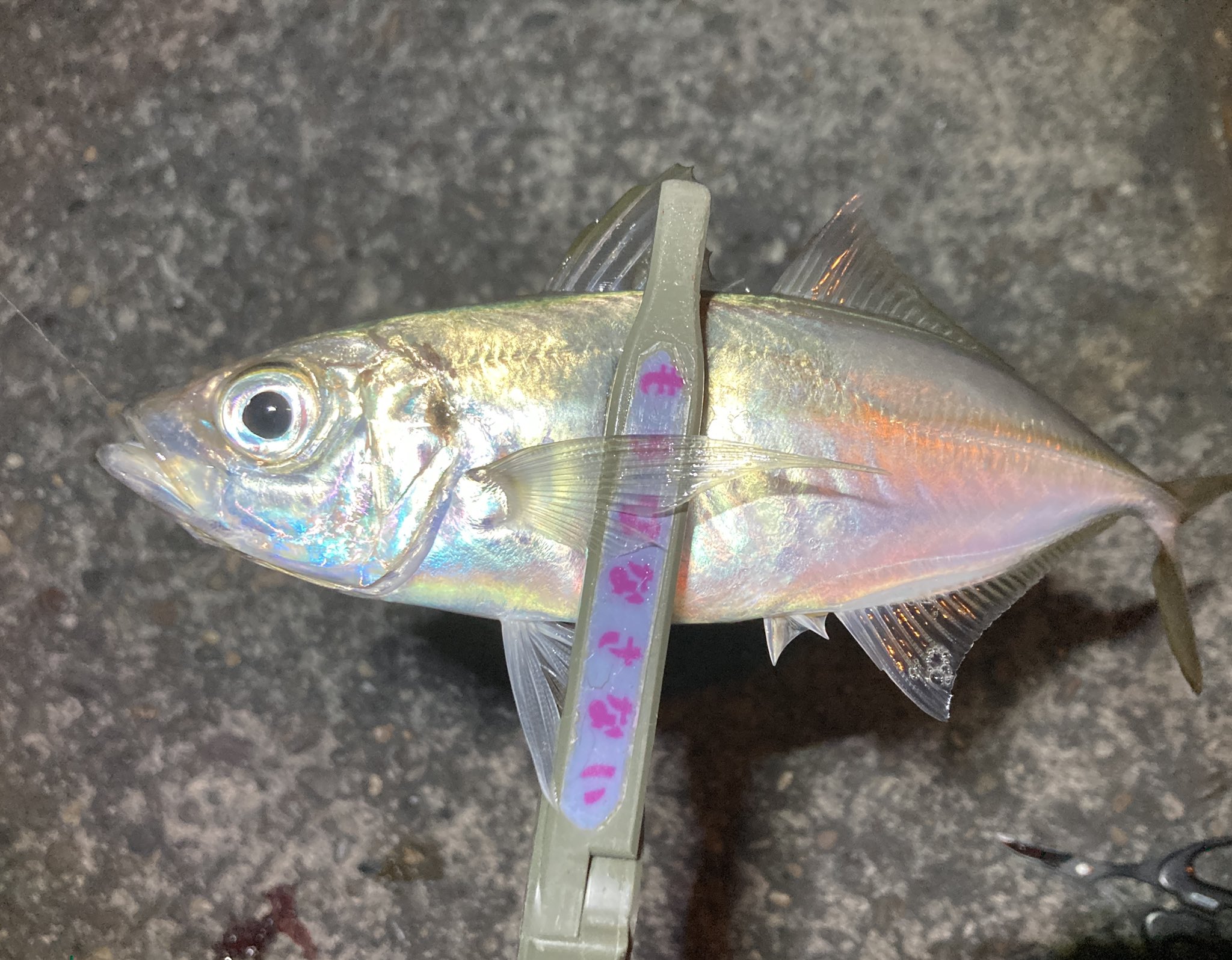 アジングガッキー 3 27 泉大津アジング 1時間の短時間釣行 アジ1匹 サバ2匹 ボトムでヒット やっぱりアジのアタリが一番 ドーパミンドバドバです T Co Mzorztyueq Twitter アジングガッキー 3 27 泉大津アジング 1時間の短時間釣行 アジ1匹 サバ2匹 ボトムでヒット やっぱりアジのアタリが一番 ドーパミンドバドバです T Co Mzorztyueq Twitter