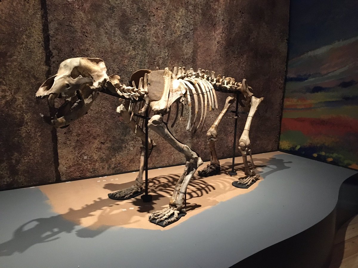 Lauraminifera's tweet photo. Some more behind the scenes photos of our upcoming Neanderthal exhibition. This time of our cave bear from lab to display ❤️🐻❤️ 

@NHM_Denmark https://t.co/B1er8ch9kG