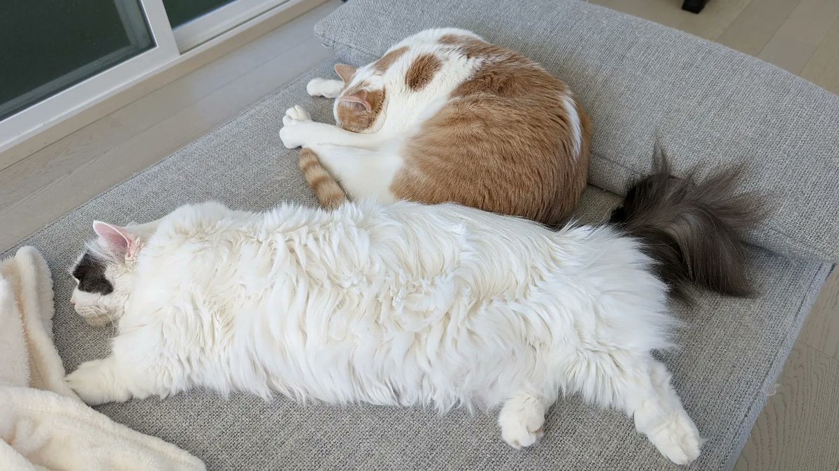 냥모나이트로 자는 크리미 드러누워 자는 쵸비