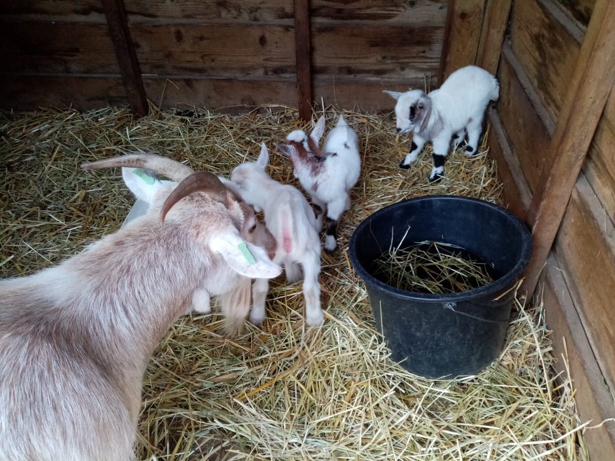 Dit weekend zijn er vier lammetjes geboren op het park. Ze mochten zelfs al even naar buiten. Komen jullie ze snel bewonderen?
#centerparcs #hetheijderbos #kinderboerderij #lammetjes