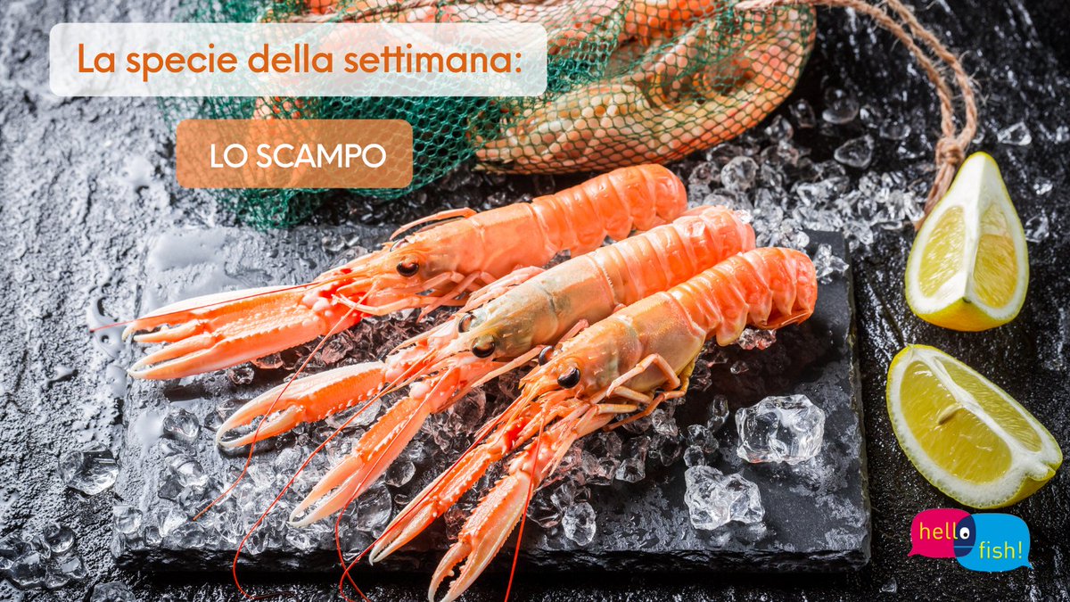 HelloFish_info's tweet photo. 🌊Tuffati nella cultura delle specie marine e d'acqua dolce con Hello Fish!, nel nostro format fisso del lunedì alla scoperta di nuove specie.
L'ospite della settimana della nostra rubrica? Lo #scampo!
🔎Scoprilo alla news di oggi dedicata:
https://t.co/myoAdMQtXl https://t.co/qmXj9Zxpdv