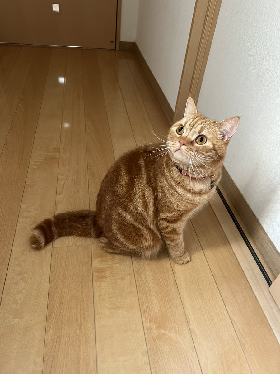 にゃ!?にゃにか聴こえたにゃりよ∧＿∧ 🐾ᵕ̈

 #スコティッシュフォールド 
 #立ち耳スコ
 #ねこのきもち  #ねこ 
 #猫のいるくらし 
 #CatsOfTwitter   #cat