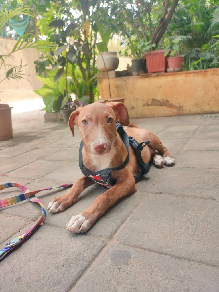 This one is an #Indie pup rescued by me. She's up for #Adoption. Lemme know if you are interested?